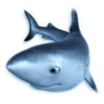 Symbol Shark