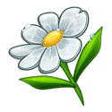 Symbol Chamomile