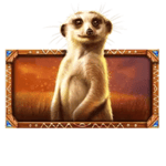 Symbol Meerkat