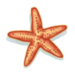 Symbol Starfish